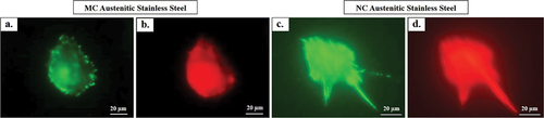 Figure 3(iii). Focal contacts and actin stress fibres after 2 days culture on MC (a, b) and NC (c, d) surfaces. Vinculin (a, c) staining shows a larger number of focal contact sites in fibroblasts grown on NC (c) compared to MC surface (a). The higher number of focal adhesion points correspond well with increased density of actin stress fibres on NC (d) compared to MC surface (b) [Citation7–9].