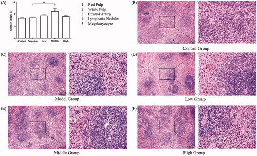 Figure 3. Histopathology of the spleen. (A) Splenic index; (B) Spleen of the control group; (C) Spleen of the model group; (D) Spleen of the low-dose group; (E) Spleen of the middle dose group; (F) Spleen of the high-dose group. *p < 0.05; **p < 0.01.