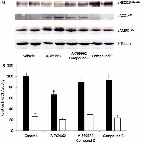 Figure 5. A-769662 mediated reduction in NKCC1 is AMPK-dependant. MDCK cells were treated with A-769662, with or without the AMPK inhibitor Compound C. (A) Western blot analysis demonstrated that A7-69662 dephosphorylation of NKCC1T212/217 was prevented by Compound C. AMPK activity was demonstrated by phosphorylation of the downstream target ACCS79 and phosphorylation of AMPKT172. β-tubulin was used as a loading control. (B) NKCC1 activity was measured as bumetanide sensitive 86Rb flux in MDCK cells (vehicle black bars, bumetanide white bars). n = 10, *p < 0.001.