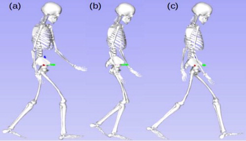 Figure 1. Snapshots of the simulated walking: (a): Initial contact: right heel contact, (b): Left toe-off, (c): Opposite initial contact: left heel contact.