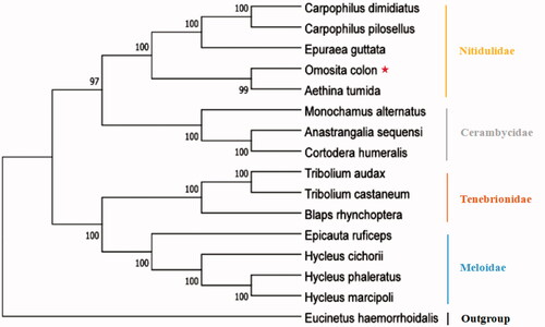 Figure 5. Molecular phylogenetic analysis of infraorder Cucujiformia by ML method based on complete mitogenomes.