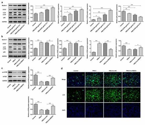 Figure 4. REDD1 interference inhibits PM2.5-induced autophagy expression in BEAS-2B cells