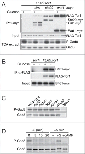 Figure 3. The TORC2 integrity is unaltered on glucose depletion and Gad8 phosphorylation is unaffected by loss of the glucose-responsive cAMP-PKA pathway. (A) FLAG:tor1 (CA6530), FLAG:tor1 sin1:myc (CA7092), FLAG:tor1 ste20:myc (CA7087), and FLAG:tor1 wat1:myc (CA7213) strains cultured in YES were harvested before ("+") and 5 minutes after ("–") glucose depletion. Anti-myc immunoprecipitation was performed with non-denaturing crude cell lysate, followed by anti-FLAG and anti-myc immunoblotting to detect FLAG-Tor1 and the myc tagged TORC2 components, respectively. Gad8 phosphorylation was analyzed as in Figure 1A in crude cell lysate prepared with TCA. (B) bit61:myc (CA6859) and bit61:myc FLAG:tor1 (CA6855) strains were cultured in YES and treated for glucose starvation for 5 minutes. Anti-FLAG immunoprecipitates and input were analyzed as in Figure 3A. (C) Wild-type (CA3), Δgit3 (CA5657), Δgpa2 (CA5669), Δcyr1 (CA5647), Δpka1 (CA5603), Δcgs2 (CA5605), and Δgad8 (CA5142) strains grown in YES were examined for Gad8 phosphorylation as in Figure 1A. (D) A wild-type strain (972) was cultured in YES and starved of glucose for 20 minutes, followed by 5 minutes incubation in the presence of 0.2% glucose or 5 mM cAMP. Gad8 phosphorylation was analyzed as in Figure 1A.