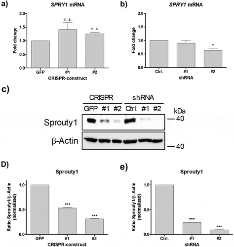 Figure 3. Effects of CRISPR/Cas9-SPRY1 and shSPRY1 on SPRY1 mRNA and protein levels. RT-qPCR analysis of SPRY1 mRNA levels in (a) CRISPR/Cas9 expressing ASCs and (b) ASCs transduced with appropriate shRNA constructs. Values are presented as mean ± SEM of n = 3 replicates. Statistical comparison was achieved using the Two-tailed paired t-test. (c) Western blot analysis corresponding to the results shown in A) and B). β-Actin served as loading control. (d and e): Densitometric analysis of the Western blot shown in C). Values are presented as mean ± SEM of n = 3 replicates. Statistical comparison was achieved using the Two-tailed paired t-test. Data obtained in CRISPR/Cas9 ASCs correspond to the results presented in Figure 2. A representative result of n = 4 donors is shown