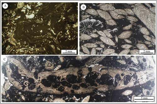 Figure 11. Major microfacies types of the Lutetian?-Bartonian limestones from the Kalateh section (A) Crustose coralline algal bindstone, middle-ramp, sample KT15-18. (B-E) Nummulites-coralline algae-orthophragminids rudstone, middle-ramp, sample KT19-21