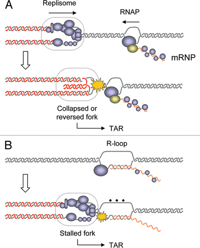 Figure 1 Models for interference between DNA replication and transcription. (A) The head-on collision model stipulates that a direct clash between the replisome and the RNA polymerase causes fork stalling, dissociation of the replisome and/or formation of recombinogenic reversed fork. This model implies that DNA replication and transcription occur simultaneously on the same DNA template. (B) In the cotranscriptional R-loops model, RNA-DNA hybrids formed during transcription interfere with replication fork progression and induce TAR. It is not clear whether fork arrest and recombination are caused by the DNA-RNA hybrid itself or by DNA lesions accumulating on the exposed ssDNA strand (diamonds).
