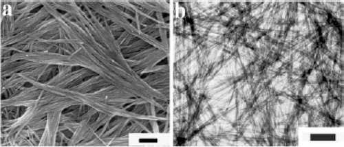 Figure 18. SEM (a) and TEM (b) images of CuO nanowires obtained by thermal dehydration of the as prepared Cu(OH)2 nanowires in the solid state at 120°C for 2 h. Scale bars: (a) 500 nm; (b) 200 nm Citation38.