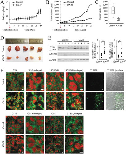 Figure 7. CA-5f inhibits A549 lung cancer xenograft growth and autophagic flux in vivo. 10 nude mice with palpable tumors were randomly assigned to 2 groups: control group and CA-5f group. DMSO or CA-5f (40 mg/kg) was injected via caudal vein every 2 days for up to 30 days. (a) Mouse body weight and (b) tumor volume were recorded every 2 days for up to 30 days. (c) Tumor weight was measured at the day of sacrifice (day 30). (d) Images showed that tumors of all the 10 cases both in control and CA-5f injected-mice. (e) Western blot analysis of LC3B-II and SQSTM1 in tumor tissues. 1–5 represents tumor tissues in control mice. 6–10 represents tumor tissues in CA-5f injected-mice. Scattergram showed the densitometric analysis of LC3B-II and SQSTM1 in tumor tissues. GAPDH was used as a loading control. (f) Representative images showed the immunofluorescence staining of LC3B, SQSTM1, CSTB, CSTD, and TUNEL staining (green) in tumor sections. Panels marked with enlarged are cropped sections from the overview panels. Nuclei were stained with DAPI (red). Scale bar: 10 μm.