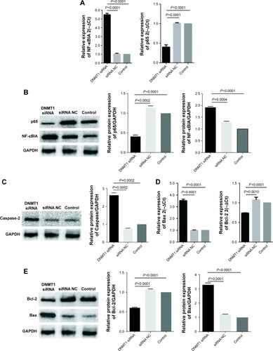 Figure 4 DNMT1 knockdown alters the expression of apoptosis-related proteins.