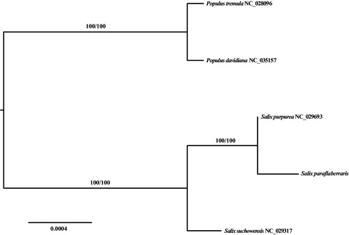 Figure 1. ML phylogenetic tree of S. paraflabellaris and four Salicaceae species based on 31 mitochondrial CDS (atp-1,4, 6, 8, 9; ccm-B, C, Fc, Fn; cob; cox-1, 2, 3; matR; mttB; nad-1, 2, 3, 4, 4L, 5, 6, 7, 9; rpl-2, 10; rps-3, 4, 7, 12; sdh4) shared by the five Salicaceae species, branch supports values were reported as SH-aLRT/UFBoot.