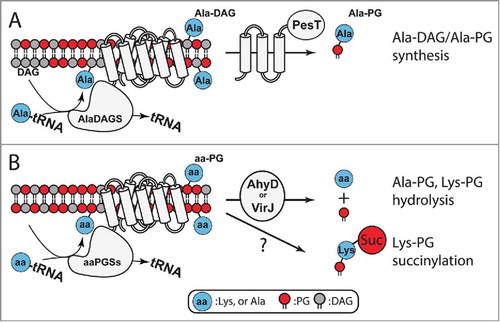 Figure 6. Homeostasis and utilization of aa-PG and Ala-DAG. A. In Corynebacterium, AlaDAGS utilizes Ala-tRNAAla and DAG to synthesize Ala-DAG. PesT, in concert with AlaDAGS, synthesizes Ala-PG. The role of PesT in this process is unknown.Citation55B. AhyD (in certain Firmicutes) and VirJ (in some proteobacteria) are aa-PG hydrolases. In B. subtilis, Lys-PG is N-succinylated by an unknown mechanism.