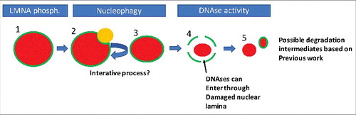 Figure 2. A possible order of events in nuclear degradation in keratinocytes. Possible stages of nuclear degradation based on our and other's data. To begin, the nucleus is intact but is marked by phosphorylation of Lamin A/C (1). This targets an autophagolysosome (LC3-positive/LAMP2-positive body, orange) to that region of the nuclear lamina (2). The autophagolysosome removes some of the nuclear content, reducing nuclear size (3). Steps 1–3 are repeated iteratively until the nuclear lamina is sufficiently damaged to allow ingress of DNases. Then large scale degradation of the nuclear material occurs, potentially concomitant with further degradation of the nuclear lamina (5). Red colour denotes nuclear material, while green denotes the nuclear lamina.