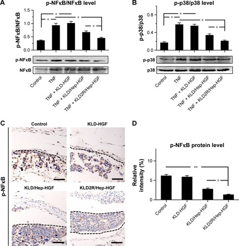 Figure 8 Effect of HGF-loaded SAP/Hep gel on inflammatory pathways.Notes: Western blot and quantitative analysis of (A) p-NFκB p65 and (B) p-p38 MAPK protein levels in vitro. (C, D) IHC staining and quantitative analysis of p-NFκB p65 in vivo (scale bar =50 μm). Data are mean ± SD. *P<0.05; **P<0.01. 200× magnification.Abbreviations: K, lysine; L, leucine; D, aspartate; R, arginine; HGF, hepatocyte growth factor; SAP, self-assembling peptide; Hep, heparin; MAPK, mitogen-activated protein kinase; IHC, immunohistochemistry; TNF, tumor necrosis factor.