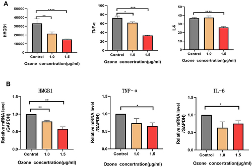 Figure 6 Cytokines HMGB1, IL-6, and TNF-α were detected using ELISA and their mRNA expression levels were detected using RT-qPCR. (A) The cytokine concentrations of HMGB1 and TNF-α were low in the group of cells treated with 1.0 and 1.5 μg/mL of ozonated water, and the concentration of IL-6 was low in the group of cells treated with 1.5μg/mL of ozonated water. (B) The mRNA expression of HMGB1 was low in the cells treated with 1.0 and 1.5 μg/mL of ozonated water, and the mRNA expression levels of IL-6 and TNF-α were low in the group of cells treated with 1.5 μg/mL *P<0.05, ** P<0.01, *** P<0.001**** P<0.0001, n=3.