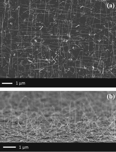 Figure 1. SEM images of Ge/In–Te NWs grown on different substrates and catalysed by 20 nm Au NPs: (a) top view on Si (001); (b) tilted view on Si (110).