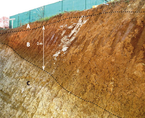 Figure 6. Under the colluvial cover (A) outcrops the Pleistocene fluvial clayey–silty sediments (B) (Unit 7s) filling a wide depression shaped in the Tertiary marine marly sediments (C) (Pecetto Torinese 500 m S of Cascina Albera).