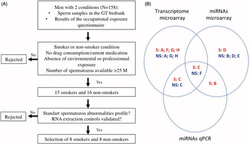 Figure 1. Illustration of the experimental design of the study. (A) Methodology of participant selection. (B) Diagram illustrating the techniques used on each participant’s sperm sample. The eight smokers and the eight non-smokers are identified using letters A to H as indicated in Table 1. S: smoker; NS: non-smoker; miRNA: microRNAs; qPCR: quantitative PCR.