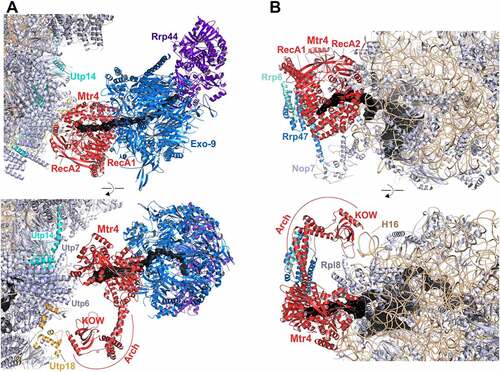 Figure 5. Cryo-EM structures of Mtr4 on 90S and pre-60S intermediates channelling its substrate RNAs for exosomal degradation.