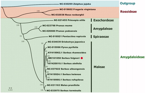 Figure 1. Phylogenetic tree inferred by maximum-likelihood (ML) method based on the complete chloroplast genome of 17 representative species of Rosaceae. Ziziphus jujuba (Rhamnaceae) was used as an outgroup and the bootstrap support values are shown at the branches.
