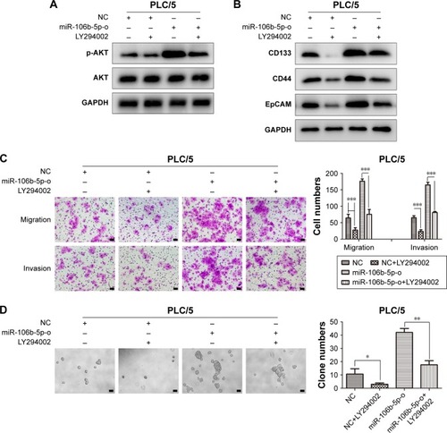 Figure 6 The enhanced CSC characters and metastatic abilities by miR-106b-5p overexpression could be abolished via the suppression of PTEN/PI3K/AKT pathway.