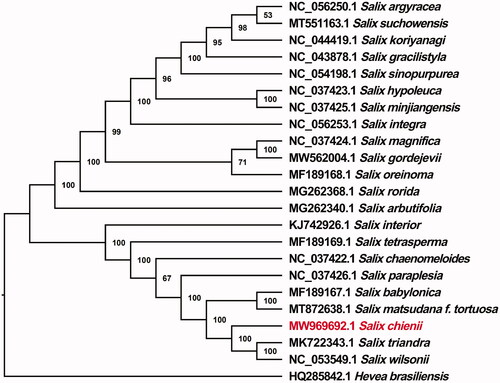 Figure 1. A maximum likelihood phylogenetic tree of S. chienii and 21 other Salicaceae species based on chloroplast genome sequences; Hevea brasiliensis was used as an outgroup. Bootstrap support values are indicated for each node.