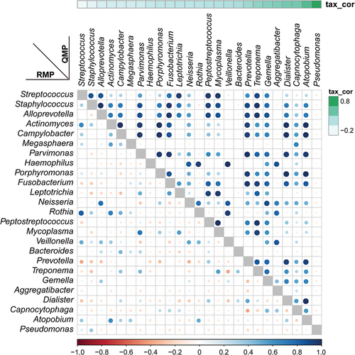 Figure 3. Relative versus absolute abundance of microbiota network reconstruction. A total of 25 common microbiomes in HC group were cross-validated using QMP (upper triangle) and RMP (lower triangle). The taxa are ordered by the significance of the correlation between their QMP abundance and DNA count. The correlation coefficient was measured by Spearman’s ρ analysis and presented using different colors and sizes of circles. The color gradients on the matrix axes (blue: positive correlation; red: negative correlation) are shown.