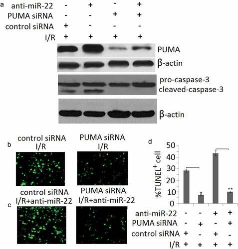 Figure 5. miR-22 inhibits cell apoptosis via targeting PUMA. PC12 cells were transfected with PUMA siRNA or/and anti-miR-22 or its controls then subjected to I/R as the methods in the ‘Materials and methods’ section. (a) PUMA and cleaved-caspase-3 protein expression was detected by Western blot assay; (b, c) Representative TUNEL staining in control and I/R groups; (d) The quantitative analysis of cell apoptosis in control and I/R groups, *p < 0.05; **p < 0.01