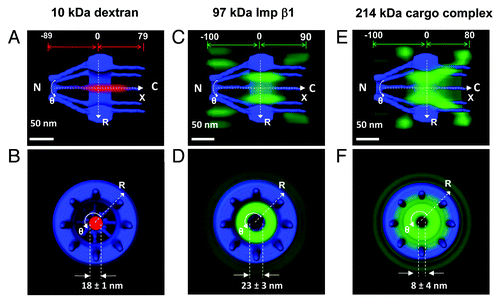 Figure 3. 3D routes of passive and facilitated transport in the NPC. (A–B) By applying a 2D to 3D deconvolution process, a 3D probability density map for 10 kDa dextran (red cloud; a brighter color indicates a higher density) was generated from both a side view and a top view, superimposed on the NPC architecture (blue), in which the distance from and the diameter in the central plane of the NPC was demonstrated. N, the nucleoplasmic side of the NPC. C, the cytoplasmic side of the NPC. (C–D) 3D probability density map of Imp β1 in the NPC. The 3D probability density map of Imp β1 is shown as a green cloud, with a brighter color indicating a higher density. (E–F) 3D probability density map for labeled NLS-2xGFP forming an import complex with Imp α and Imp β1.