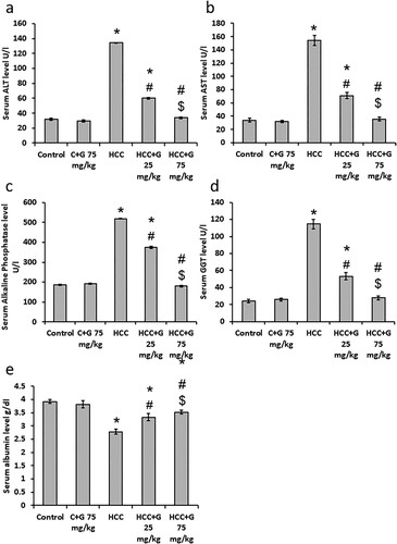 Figure 4. Effect of genistein at 25 and 75 mg/kg on serum liver markers levels in TAA-induced HCC rats. (a) ALT, (b) AST, (c) alkaline phosphatase, (d) GGT and (e) albumin levels. Data are expressed as the mean ± SEM, *P < 0.05 vs. control; #P < 0.05 vs. HCC group; and $P < 0.05 vs. HCC + 75 mg/kg genistein group. GPT, glutamine aminotransferase; TAA, thioacetamide; HCC, hepatocellular carcinoma; C, control; G, genistein.