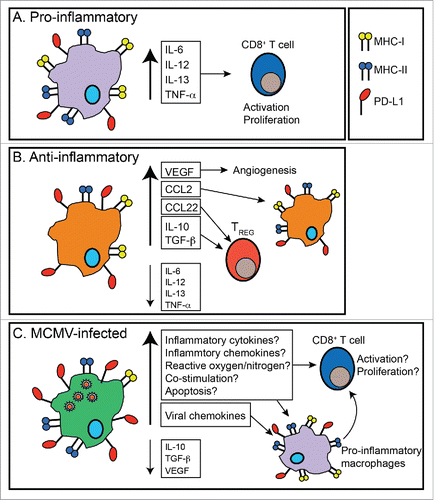 Figure 2. Tumor associate macrophage and changes induced by CMV infection. A) Pro-inflammatory tumor associated macrophages (TAM) express high levels of MHC-I, MHC-II and release pro-inflammatory cytokines. These attributes can contribute to T cell activation and proliferation, and subsequent anti-tumor effects. B) Tumor progression is associated with an accumulation of anti-inflammatory TAMs, which express lower levels of MHC-I, MHC-II and proinflammatory cytokines and increase expression of anti inflammatory cytokines, leading to diminished T cell responses. Additionally, anti-inflammatory TAMS release VEGF, which induces angiogenesis, CCL2, which can induce the accumulation of anti-inflammatory macrophages, and CCL22, which can induce TREG infiltration. Together, these attributes contribute to tumor progression. C) After IT infection with MCMV, TAM became infected. CMV infection of macrophages is known to promote a shift toward a more pro-inflammatory phenotype. Additionally, CMV encodes its own virally-encoded chemokines, which attract inflammatory macrophages. Thus, although more work is needed to define the changes in TAM, we hypothesize that MCMV infection of TAMs leads to increased T cell activation and proliferation and increased recruitment of pro-inflammatory macrophages to the tumor. Together, these attributes of TAM MCMV infection may shift the tumor microenvironment from anti-inflammatory to pro-inflammatory.