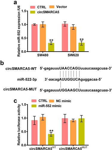 Figure 5. Direct binding between circSMARCA5 and miR-552. (a) RT-qPCR analysis of miR-552 expression in SW480 and SW620 cells transfected with circSMARCA5 overexpressing plasmid or vector. (b) Binding sites between circSMARCA5 and miR-552. (c) Luciferase reporter plasmids carrying the wild-type (WT) or mutant (MUT) sequence of circSMARCA5 (circSMARCA5WT or circSMARCA5MUT) were transfected into 293 cells with miR-552 mimic (or mimic NC). The 293 cells were harvested 24 h later for luciferase reporter assay. ** p < 0.01