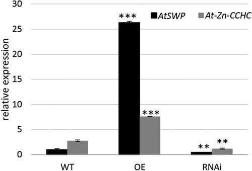 Figure 5. Meristem marker expression in transgenic lines. Relative expression level of AtSWP gene in WT, OE and RNAi lines is presented. The expression level was calculated and normalized according to the housekeeping gene AtACTIN.Note: Data are mean values ± SEM from analysis of two independent transgenic lines. Asterisks indicate statistically significant differences compared to the control p < 0.01**; p < 0.001***.