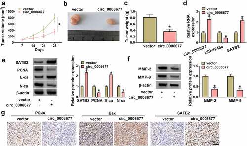 Figure 8. Circ_0006677 reduced NSCLC cell growth in vivo. (a) Growth curves of tumor volume in different groups. (b) Representative images of xenograft tumors in different groups. (c) The tumor weight of xenograft tumors in different groups. (d) Relative levels of circ_0006677, miR-1245a, and SATB2 mRNA in xenograft tumors. (e) Relative protein levels of SATB2, E-ca, PCNA, and N-ca in xenograft tumors. (f) Relative protein levels of MMP-2 and MMP-9 in xenograft tumors. (g) IHC analysis of the expression of PCNA, SATB2, and Bax in xenograft tumors. *P < 0.05.