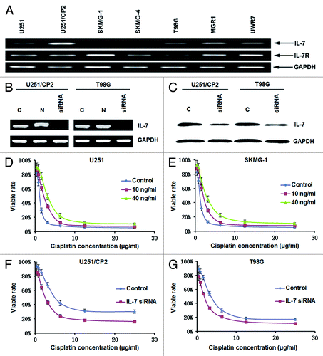 Figure 3. IL-7 enhanced cisplatin resistance in glioma cells. (A) The expression of IL-7 and IL-7R in glioma cell lines. (B) IL-7 mRNA expression was downregulated by siRNA. (C) IL-7 protein expression was downregulated by siRNA. (D) IL-7 increased the IC50 for cisplatin in U251 cells. (E) IL-7 increased the IC50 for cisplatin in SKMG-1 cells. (F) IL-7 interference decreased the IC50 for cisplatin in U251/CP2 cells. (G) IL-7 interference decreased the IC50 for cisplatin in T98G cells.