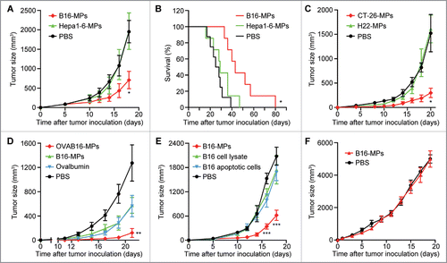 Figure 1. Oral administration of T-MPs inhibits tumor growth in vivo. (A,B) C57BL/6 mice were immunized i.g. with B16-MPs, Hepa1-6-MPs or PBS on days -13, -11, and -7, followed by s.c. injection with 1×105 B16 tumor cells on day 0 (n = 6 per group). Tumor volumes were measured and calculated. Error bars represent mean ± SEM; *p < 0.05, B16-MPs group compared with Hepa1-6-MPs or PBS group (A). The long-term survival was analyzed. *p < 0.05, B16-MPs group compared with Hepa1-6-MPs or PBS group (B). (C) BALB/c mice were immunized i.g. with CT-26-MPs, H22-MPs or PBS on days -13, -11, and -7, followed by s.c. injection with 1×105 CT-26 tumor cells on day 0 (n = 6 per group). Tumor volumes were measured and calculated. Error bars represent mean ± SEM; *p < 0.05, CT-26-MPs group compared with H22-MPs or PBS group. (D) C57BL/6 mice were immunized i.g. with OVAB16-MPs, B16-MPs, ovalbumin or PBS on days -13, -11, and -7, followed by s.c. injection with 1×105 OVAB16 tumor cells on day 0 (n = 6 per group). Tumor volumes were measured and calculated. Error bars represent mean ± SEM; **p < 0.01, OVAB16-MPs group compared with B16-MPs, ovalbumin, or PBS group. (E) C57BL/6 mice were immunized i.g. with B16-MPs, lysate, apoptotic cells, or PBS on days -13, -11, and -7, followed by s.c. injection with 1×105 B16 tumor cells on day 0 (n = 6 per group). Tumor volumes were measured and calculated. Error bars represent mean ± SEM; ***p < 0.001, B16-MPs group compared with lysate, apoptotic cells, or PBS group. (F) Nude mice were immunized i.g. with B16-MPs or PBS on days -13, -11, and -7, followed by s.c. injection with 1×105 B16 tumor cells on day 0 (n = 6 per group). Tumor volumes were measured and calculated. Error bars represent mean ± SEM.