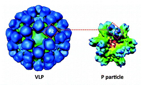 Figure 1. Cryo-electron microscopy of norovirus-like particle (VLP) and P particle. The VLP (left) is composed of 180 capsid proteins (VP1s) with the P2 subdomain on its outermost surface. The P particle that formed by 24 P domains also has the P2 subdomain on its outermost surface. The P2 subdomain of norovirus is responsible for virus-host interactions and immune responses of the virus and thus both norovirus VLPs and P particles share similar antigenic properties.