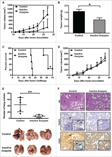 Figure 7. Treatment with inactivated arazyme had protective effects in a 4T1 breast adenocarcinoma preclinical model and requires a competent immune system. (A) Female BALB/c mice (five per group) were inoculated into the mammary fat pad with 104 viable 4T1 murine mammary adenocarcinoma cells. Starting on the 1st day after tumor cell inoculation, heat-inactivated arazyme (1 mg/Kg) or PBS (Control) was inoculated intraperitoneally every other day for 4 weeks. The average ± SD of primary tumor volumes are shown. (B) NSG mice (n = 5) were challenged and treated as described in (A) and primary tumor volumes were measured. (C) Survival plot of BALB/c mice depicted in (A). (D) Primary tumor weights, collected on day 30 from BALB/c mice depicted in (A). (E) Metastatic lung nodules of animals were counted 30 d after tumor cell inoculation, using an inverted microscope. Representative images of each group are shown. (F) Lungs from BALB/c mice were collected after 30 d and tissue sections were stained with hematoxylin/eosin (HE) to show metastasis development, and immunostained with monoclonal anti-CD25 or anti-Foxp3 antibodies. Tissues were visualized microscopically, ×200 magnification. Black bars = 100 μm. T, tumor areas; arrows, immunostained areas. *p < 0.05 and **p < 0.01, analyzed using the unpaired Student's t test (in A, B, D, and E) and the Log-Rank test (in C).