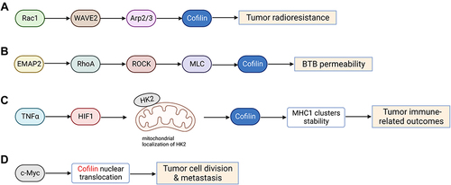 Figure 4 Cofilin regulates tumor radioresistance and other malignant behaviors. (A) Cofilin can enhance tumor radioresistance through activating Rac1-WAVE2-Arp2/3-Cofilin signaling pathway. (B) Low-dose EMAP-II promotes increased the activation of MLC and cofilin via RhoA/ROCK/MLC/Cofilin pathway, thereby triggering actin cytoskeleton dynamic remodeling and ultimately increasing the permeability of BTB. (C) HIF1α induced by TNFα impulses cofilin-mediated changes in actin filament dynamics to stabilize MHC-I clusters through affecting mitochondrial localization of HKII, eventually affecting tumor immune-related outcomes. (D) Activation of c-Myc promotes nuclear translocation of cofilin and F-actin cytoskeleton dynamic remodeling, which may in turn affect tumor cell division and metastasis. Created with BioRender.com.