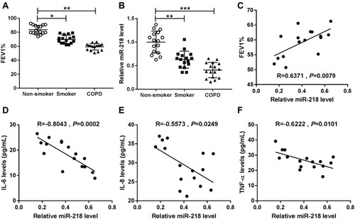 Figure 1 The expression level of miR-218 in chronic obstructive pulmonary disease. (A and B) Forced expiratory volume in one second (FEV1) % index and the relative level of miR-218 were displayed in non-smokers, smokers and COPD tissues. (C) The correlation relationship between FEV1% index and miR-218 level was analyzed in COPD patients by Pearson’s correlation analysis. (D–F) Pearson’s correlation analysis was used to analyze the correlation relationship between miR-218 and serum IL-6, IL-8, and TNF-α levels. Data are shown as mean ± SD from three independent experiments. *P < 0.05, **P < 0.01, ***P < 0.001.