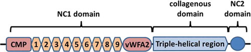 Figure 2. Structure of type VII collagen. CMP: cartillage matrix protein; 1–9: fibronectin III-like repeats 1–9; vWFA2: von Willebrand factor A; NC: noncollagenous.