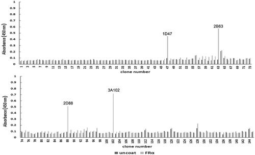 Figure 2. The rhFRα-specific phage binding analysis of 145 randomly selected clones from the seventh round of bio-panning.