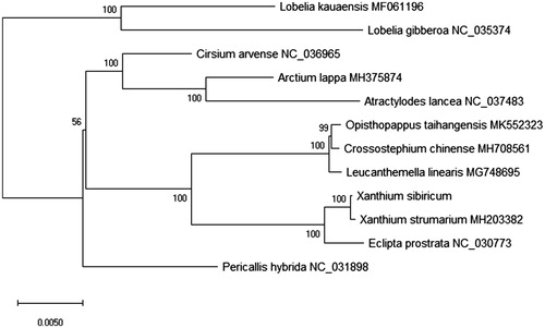 Figure 1. The phylogenetic NJ tree based on the 12 plant species complete chloroplast genome sequence that bootstrap repeat was 2000. The length of branch represents the divergence distance. All the plant species chloroplast genomes in this study have been deposited in the GenBank.