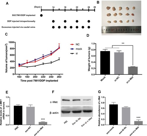 Figure 1 Exo-si-c-Met increases the sensitivity of gastric cancer tissues to cisplatin in vivo. (A) A flow diagram depicting the in vivo experimental design. (B) the morphology of xenografted tumor tissues (n = 5). (C, D) Quantitative analysis of tumor volume (C) and weight (D). (E, F) Expression levels of c-Met in implanted tumors by qRT-PCR (E) and Western blot analysis (F). (G) Gray analysis of (F). **p < 0.01; ***p < 0.001. All error bars stand for SE.