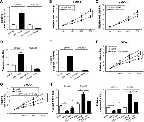 Figure 4 Effect of NEAT1 on proliferation and apoptosis of OC cells was mediated by miR-34a-5p.