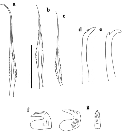 Figure 15. Myxicola pacifica. (a) 1st setiger thoracic chaeta; (b) 4th setiger thoracic chaeta; (c) 24th abdominal chaeta.; (d) 4th setiger thoracic uncinus of the original material: syntype MCZ ANNb-1879; (e) 4th setiger thoracic uncinus; (f) 24th abdominal uncinus of the original material: syntype MCZ ANNb-1879; G 24th abdominal uncini, lateral and front view; Scale bar: 0.05 mm.