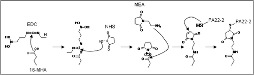 Figure 2. Schematical representation of the chemistry used to couple the PA22-2 peptide on the 16 MHA.