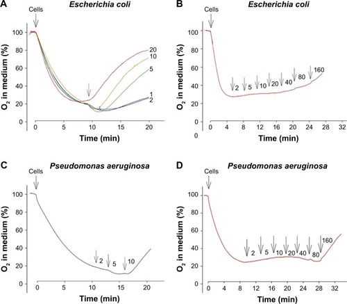 Figure 6 Effect of Ag+ (A, C) and AgNP (B, D) on respiration of E. coli (A, B) and P. aeruginosa (C, D) cells.Notes: Experiments were performed at 37°C in 50 mM MOPS-Tris containing 0.2% of glucose (A); this medium without glucose (B); or 100 mM NaPi without glucose (C, D); all pH 8.0, the cells were added to OD 1. Unlabeled arrows indicate additions of AgNO3 or AgNP, numbers next to the arrows indicate Ag concentrations (µM) after the last addition.Abbreviations: AgNP, silver nanoparticles; MOPS-Tris, 3-(N-morpholino)propanesulfonic acid-(hydroxymethyl)aminomethane.