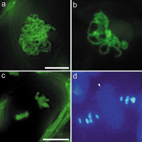 Figure 4. Comparison of meiosis in asparagus and Arabidopsis. (a). Pachytene of asparagus. (b). Pachytene of Arabidopsis. Asparagus chromosomes are in a more aggregated stage than Arabidopsis. (c). Metaphase II of asparagus. (d). Metaphase II of Arabidopsis, showing two nuclei separated by a band of autofluorescent dots (arrow). Figures (a-b), and (c-d) are at the same magnification, respectively. Bars = 10 μm.