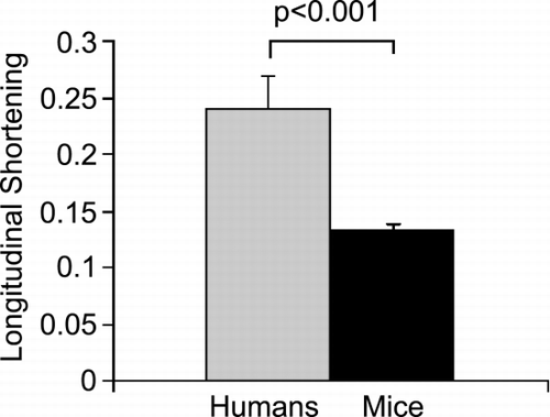 Figure 3. Longitudinal shortening in humans and mice.