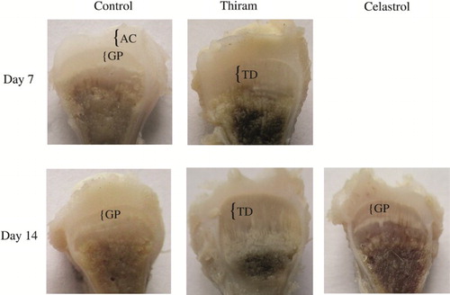 Figure 1. The effect of celastrol on thiram-induced TD (growth-plate width and morphology). Tibiotarsus growth plates were compared at the ages of 7 and 14 days before and after celastrol administration. Enlarged growth plate in the chicks with TD; the normal growth plate size after celastrol treatment with a decrease in growth plate width. AC, articular cartilage; GP, growth plate; TD, Tibial dyschondroplasia.